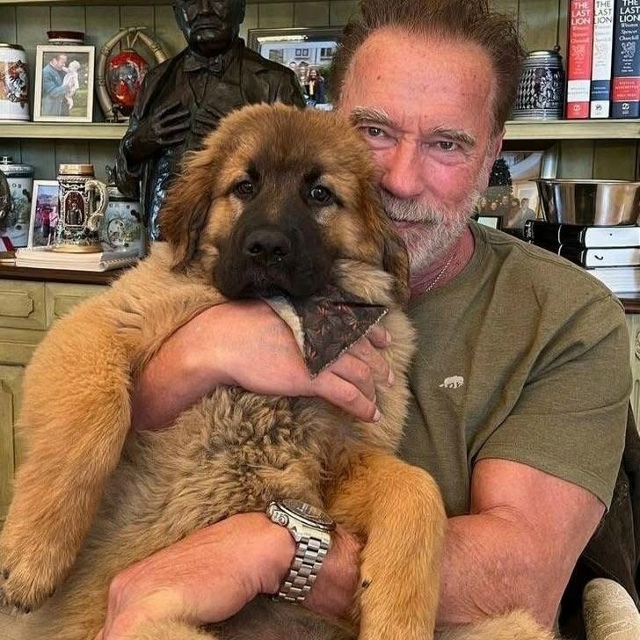 У Арнольда живут шесть спасенных животных😅
Это один ?...