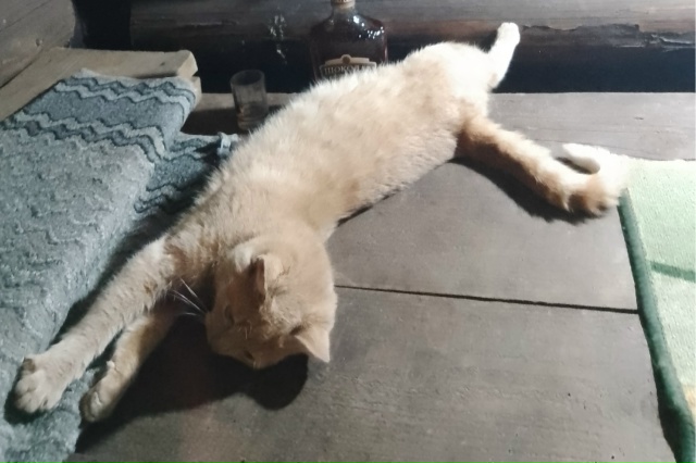 Здравствуйте, пропал кот неделю назад, последний раз с?...