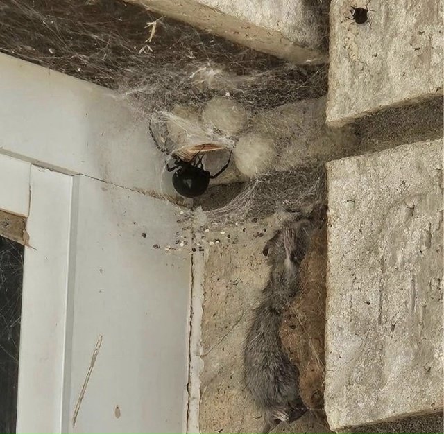 В одном из домов в США житель столкнулся с необычным со...