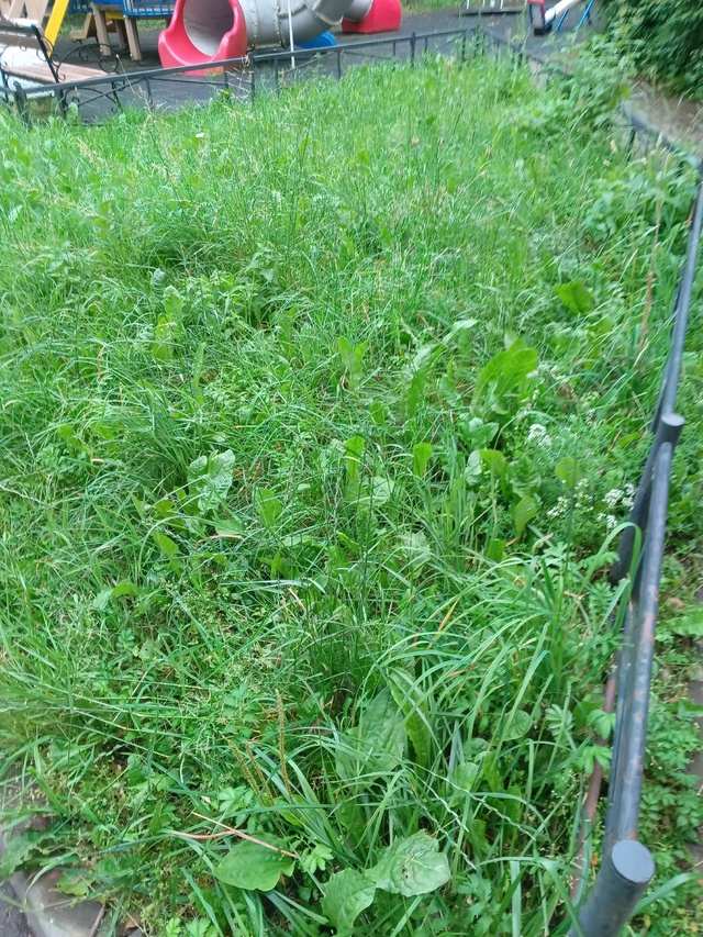 Вопрос к администрации!- заросшая детская площадка во ?...