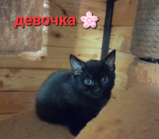 КОТЯТА- ЧЕРНЫШИ 🐈‍⬛ ИЩУТ ЛЮБЯЩИХ ХОЗЯЕВ ❤️. Котятк?...