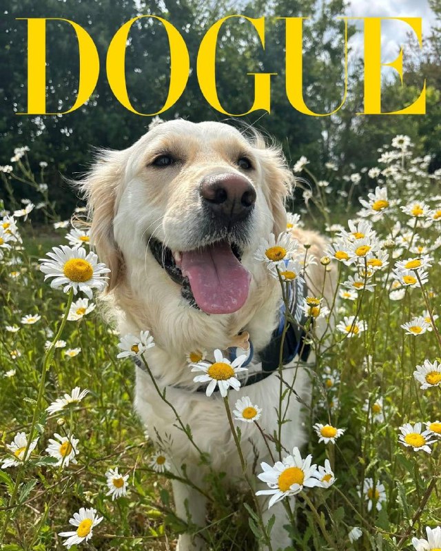 Журнал Vogue назвал самых стильных пёсиков планеты.
Целый месяц редакция разбирала более 50 тысяч ф