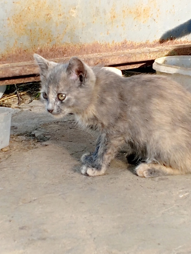 Помогите пристроить котят! 😺 Живут на улице, очень кра...