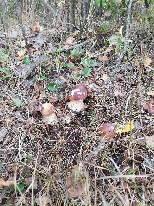 Грибной день🍂