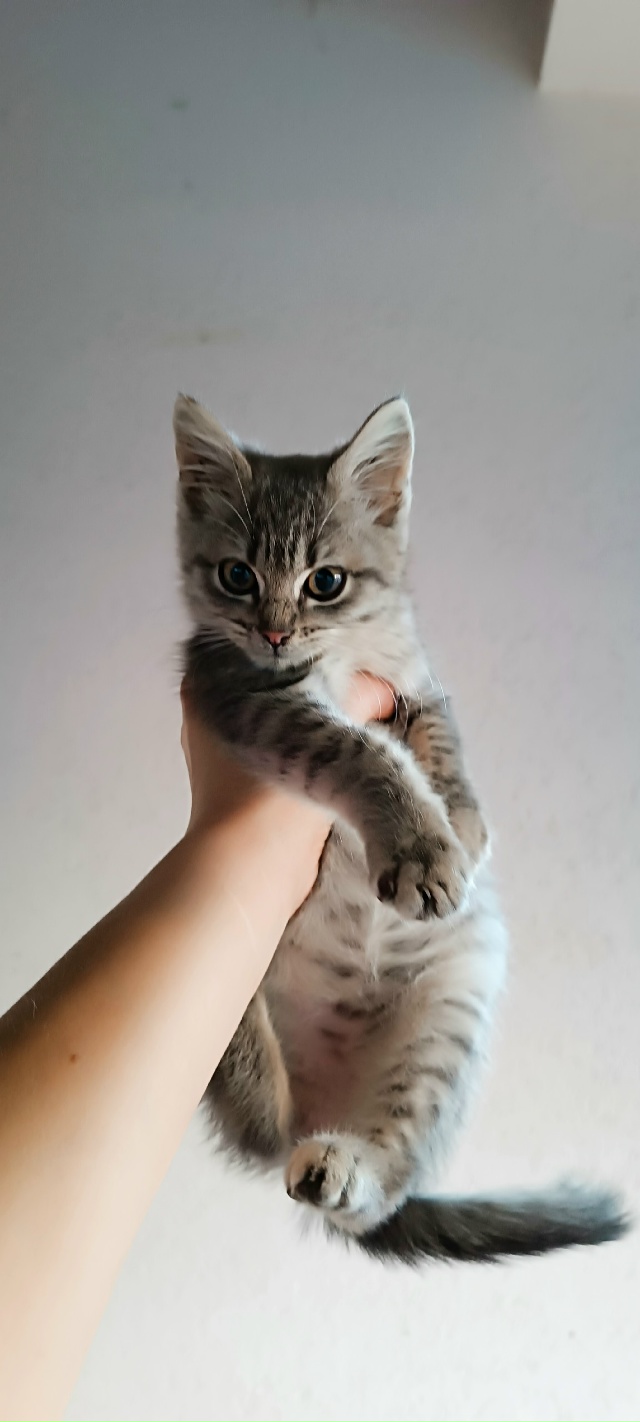 Здравствуйте,подкинули кошечку маленькая чистая,куша?...