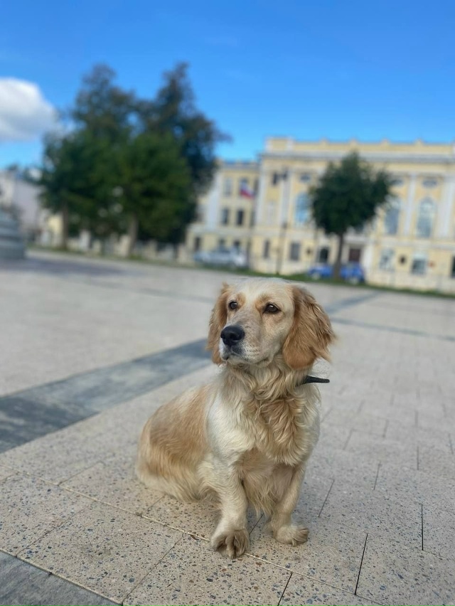 пропала собака
зовут Кнопа, очень добрая и умная, люби?...
