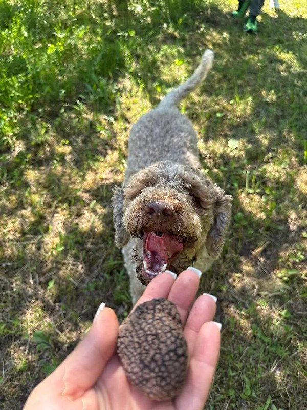 В Италии ищут грибников с зарплатой около 300 тысяч рублей в месяц.
Работникам предстоит вместе со