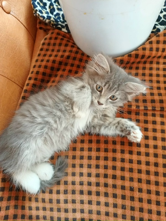 Отдам в добрые руки кошечку))) 89228705327