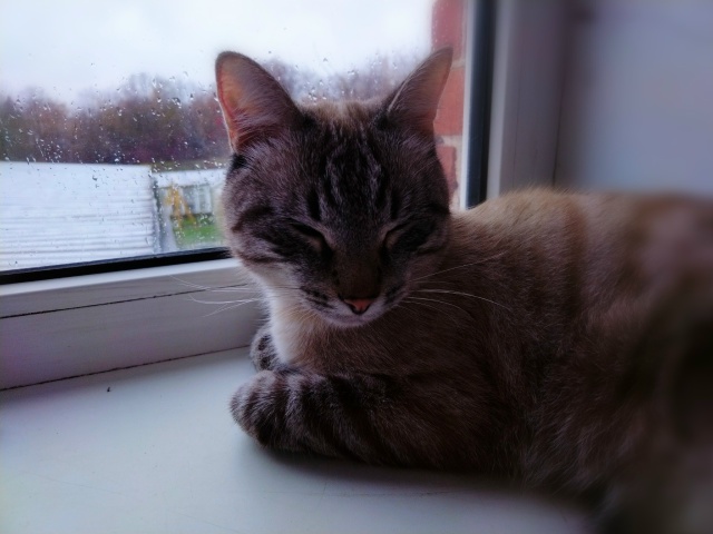 Когда на улице дождь и слякоть - остаётся только лениво...