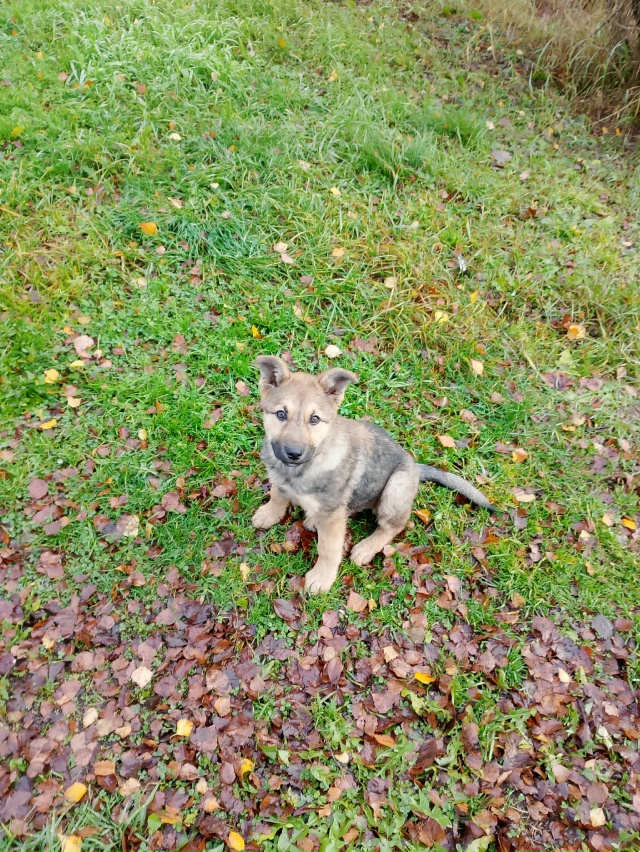 В районе третьей школы бегать щенок девочка.