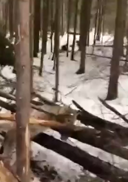 Помогли бедному животному спастись...!