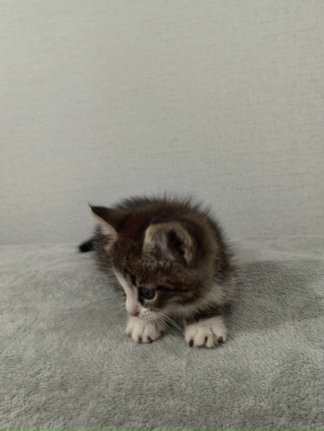 Отдадим в добрые руки, (кошка, к лотку приучена) Можно н?...
