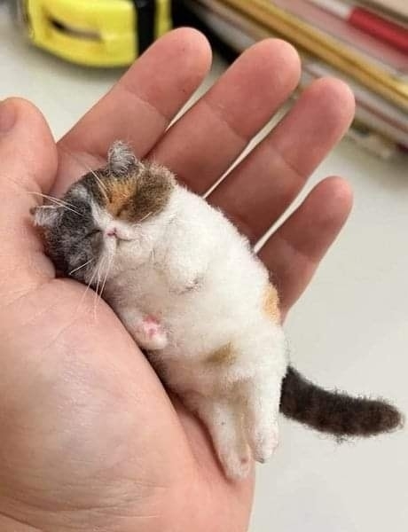 Карманный котик))) =»>