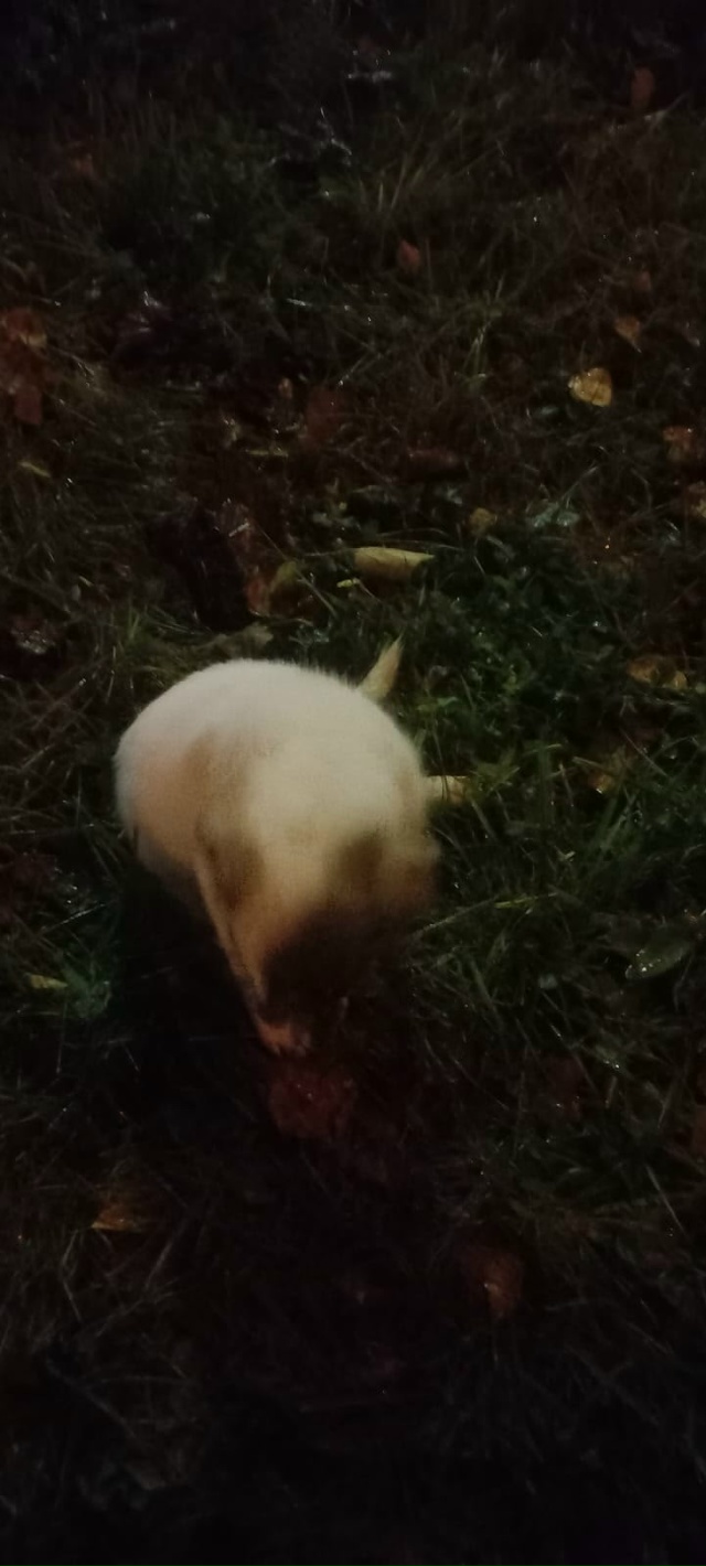 Срочно ❗
Женщина обнаружила щенка возле храма на нижн...