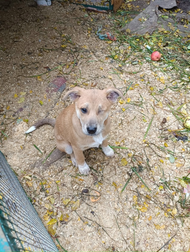 Щенки в добрые руки. Девочки стерилизованы!!!
Девочки н...