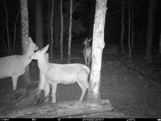 ‼️ В заповеднике «Брянский лес» обустроили солонцы д?...