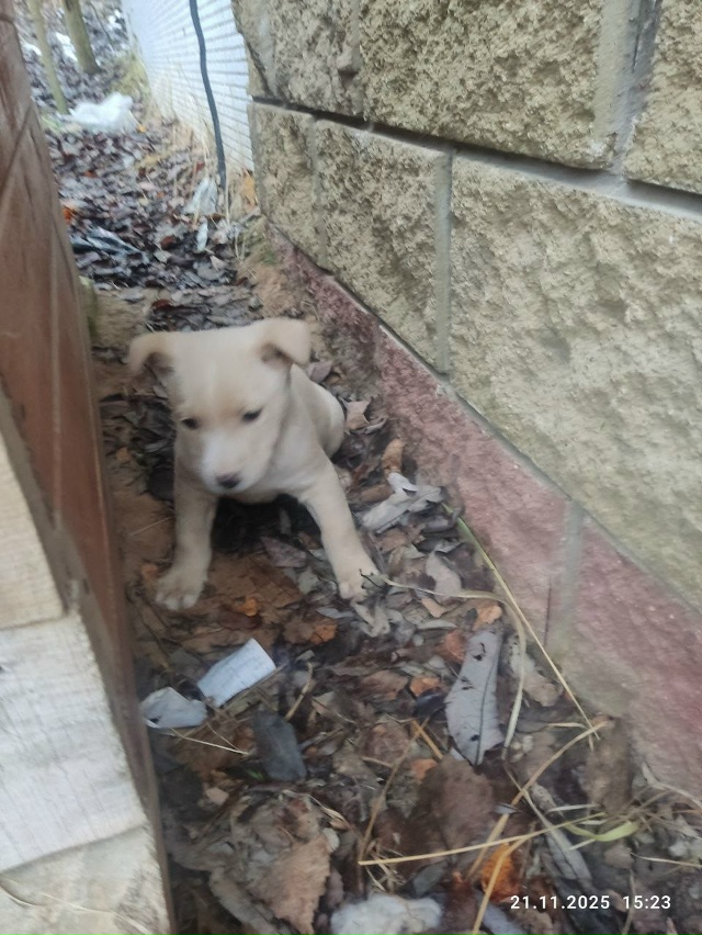 Подкинули щенков, 3 штуки, территориально Дорогобуж! На...