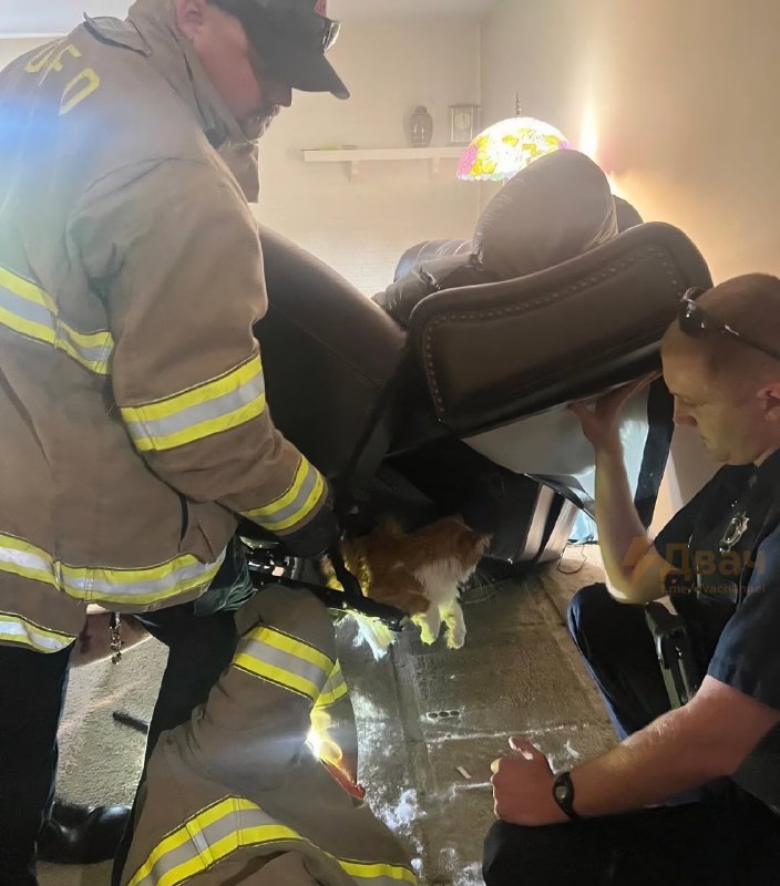 В США толстый кот так сильно испугался похода к ветеринару, что попытался спрятаться в кресле, но за