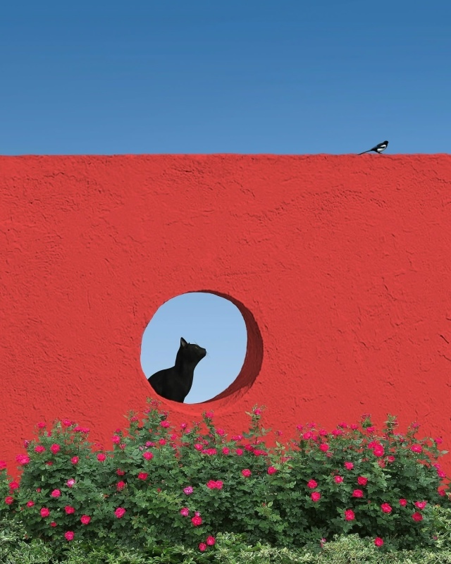 Минимализм и котики.
Ну идеально ❤