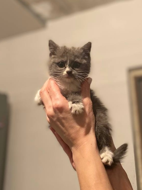 Мужик,который выкинул этого котейку,дай Бог тебе счаст...