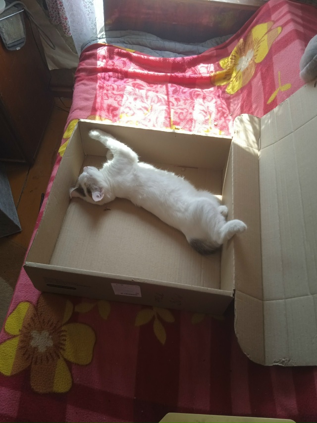 Симба и Хлоя.