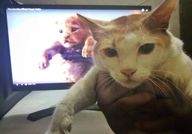 Король Лев...😂