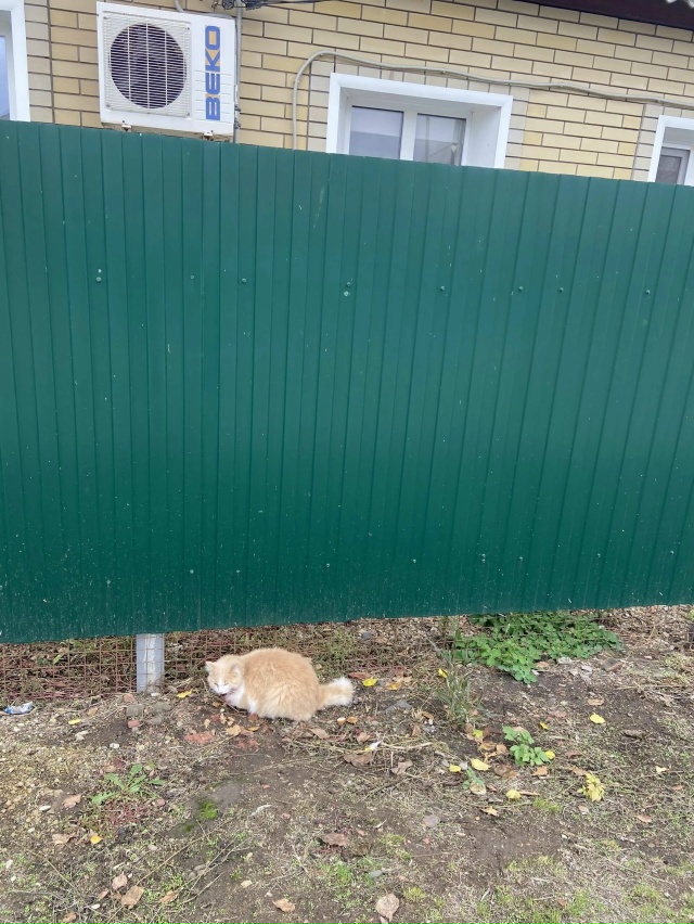 Котика машина сбила по улице Горького! Чей красавец?