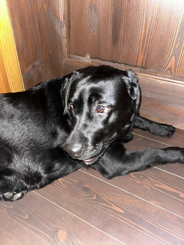 Найдена собака. Девочка. Без ошейника.
С. Богородское у?...