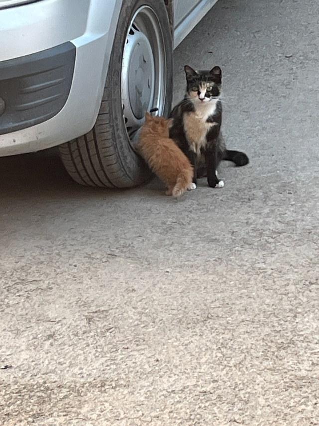Кошка на ул. Меркурьева привела котят. Красивые, малень...