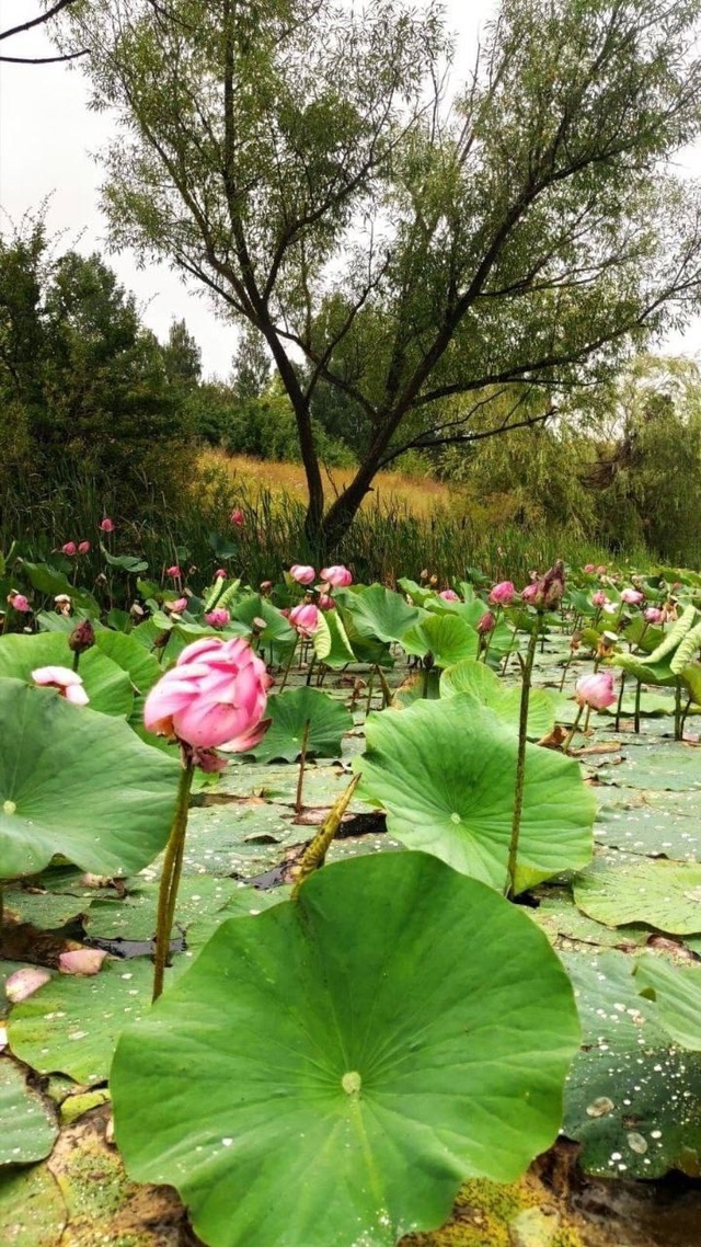 Лотос в Семилуках 🥰