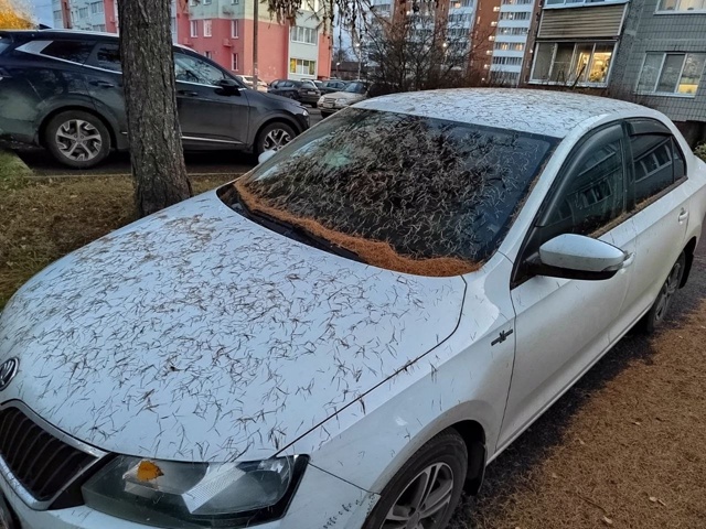 Добрый вечер уважаемая администрация.
Помогите нашему...