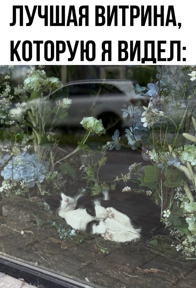 у этого кота идеальная жизнь