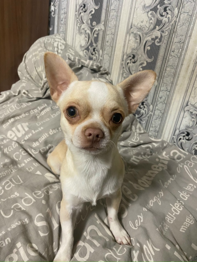 Отдам в добрые руки
Мальчик, в декабре будет 1 год , чиху...