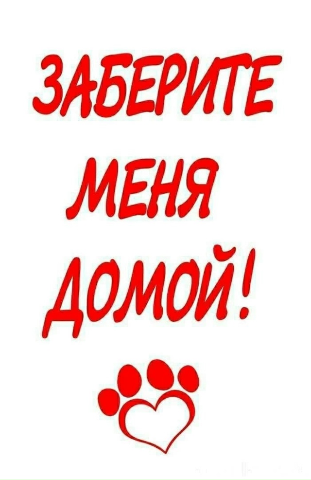 🐈‼️Срочно ищут 🏠 котята‼️🐈
Примите пожалуйста в ?...