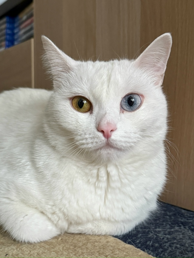 Мука гомофобная
#КошкаСветлана