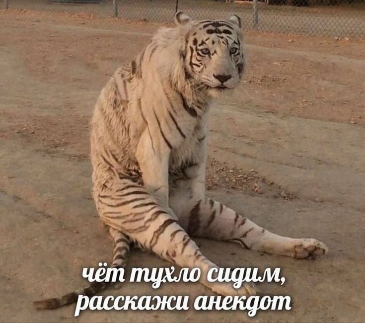 Расскажите в комментах ваш любимый анекдот😊