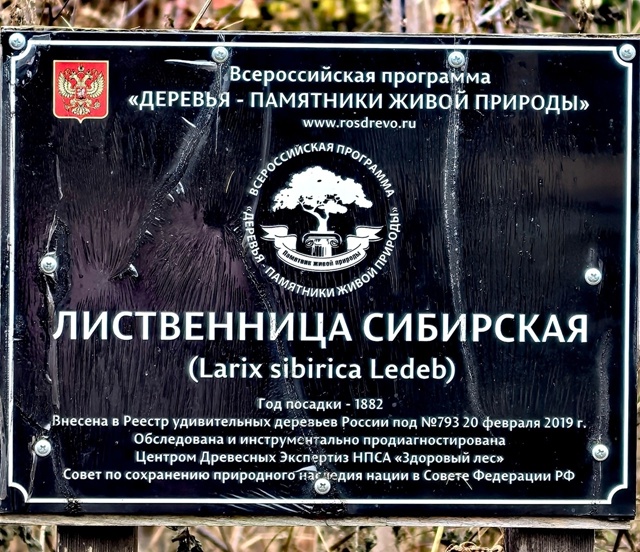 В Перми растет удивительное дeрево – лиственница, кото...