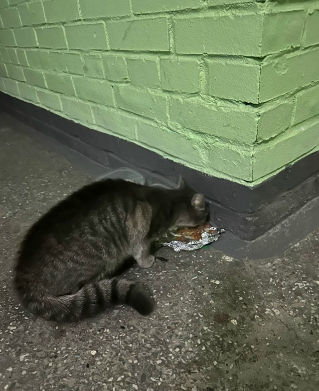 По адресу Гостилицкое шоссе дом7 кор1 бегала кошка сере...