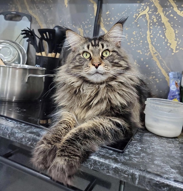 А давайте запустим интеpактив домашних питомцев. Попиа...