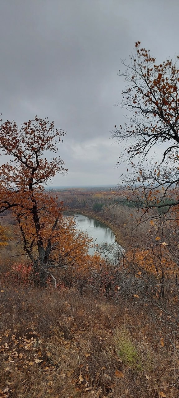 Лес возле Красной Самарки