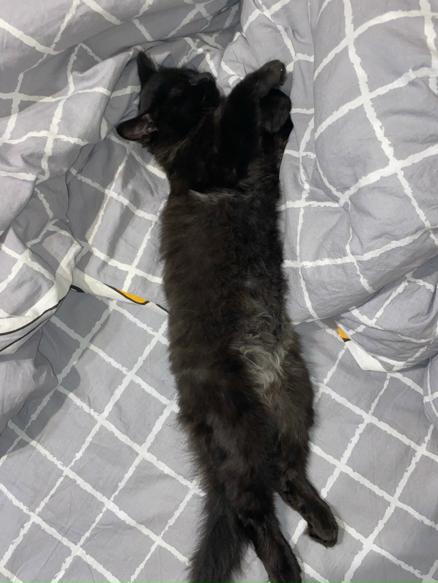 Отдам котенка девочку в добрые руки. Примерно 3-4 месяца...