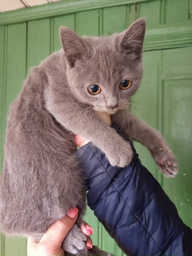 Чей котёнок потерялся?видно что домашний, ухоженный.зв...