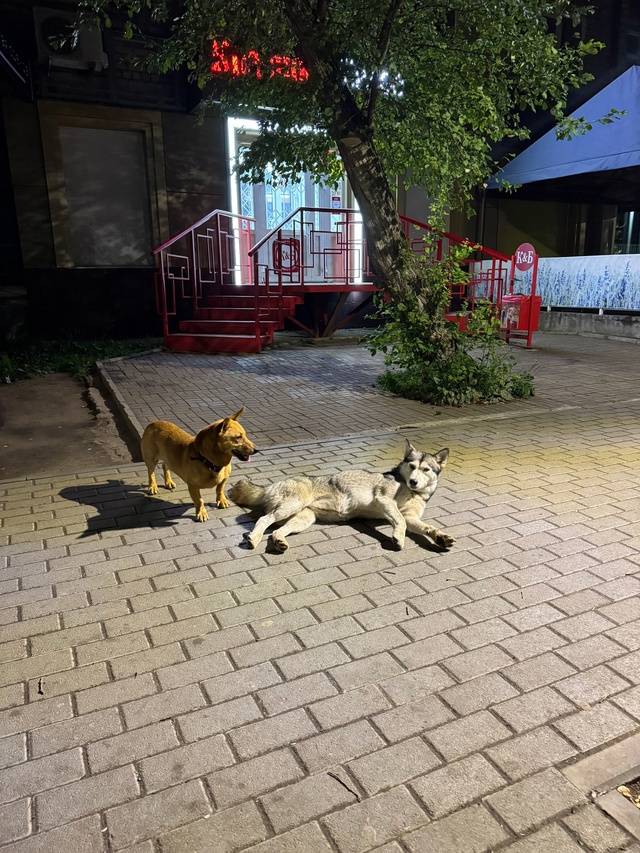 Чья? С ошейником
