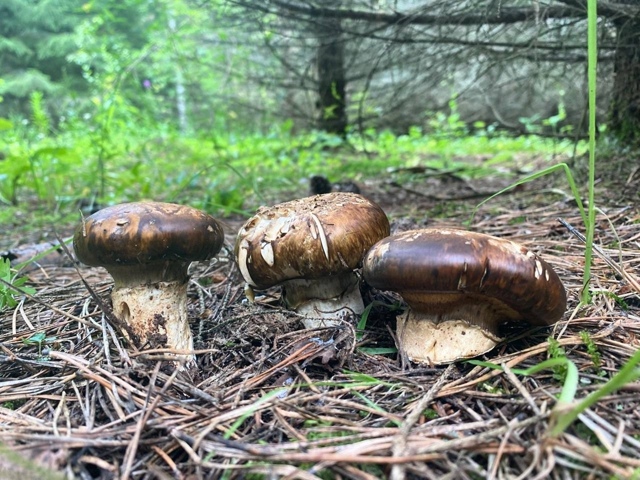 🍄‍🟫 Пермячка нашла в лесу императорский шампиньон
?...