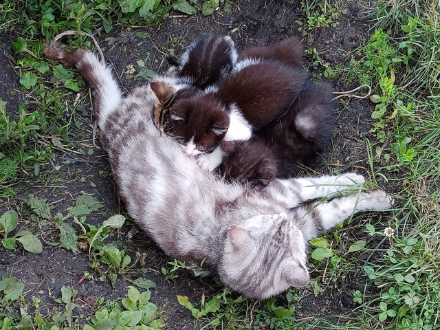 отдам в добрые руки, 1,5 месяца, кушают всё, игривые