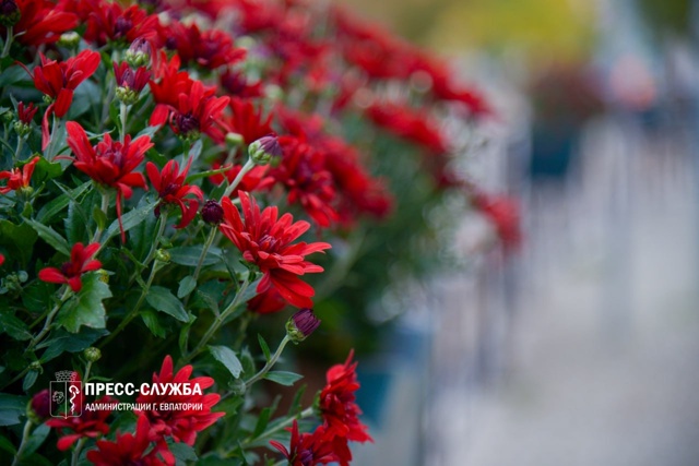 🌸Центр Евпатории украсят хризантемы
Сотрудники МБУ ?...