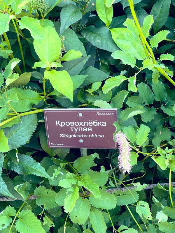 Девочки, кто? 🤓