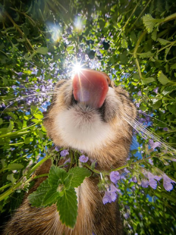 Pov: Вы мышь🤩
