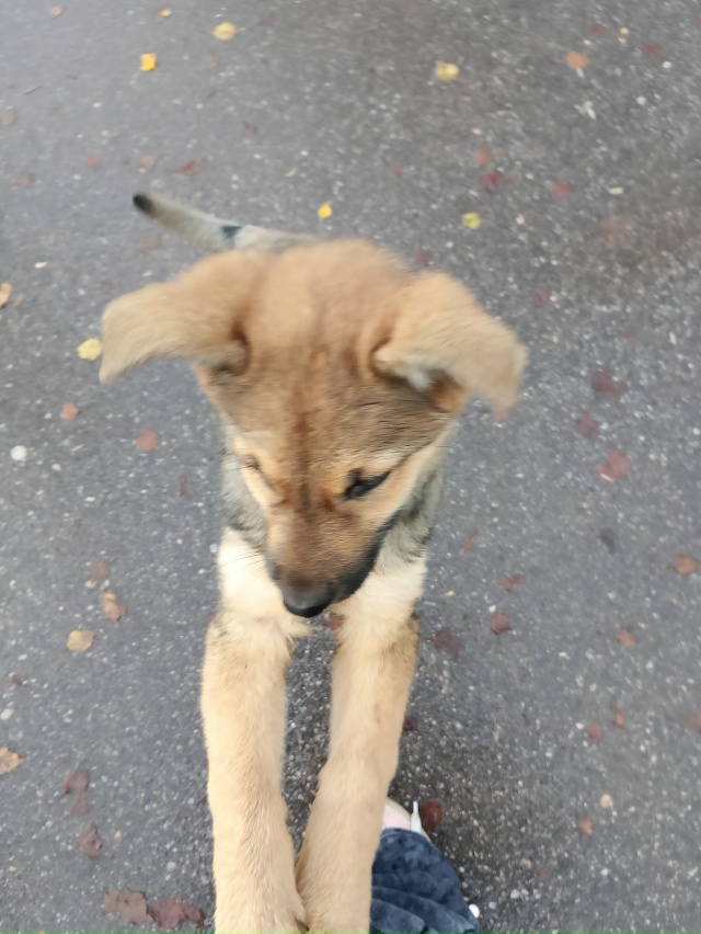 В районе третьей школы бегать щенок девочка.