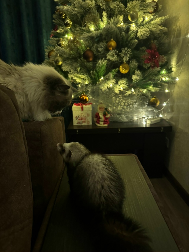 С первым днем зимы ❄️